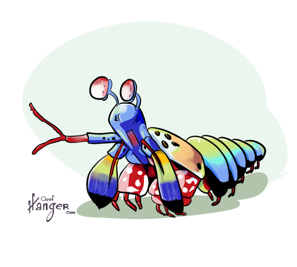 Gamba Mantis multicolor